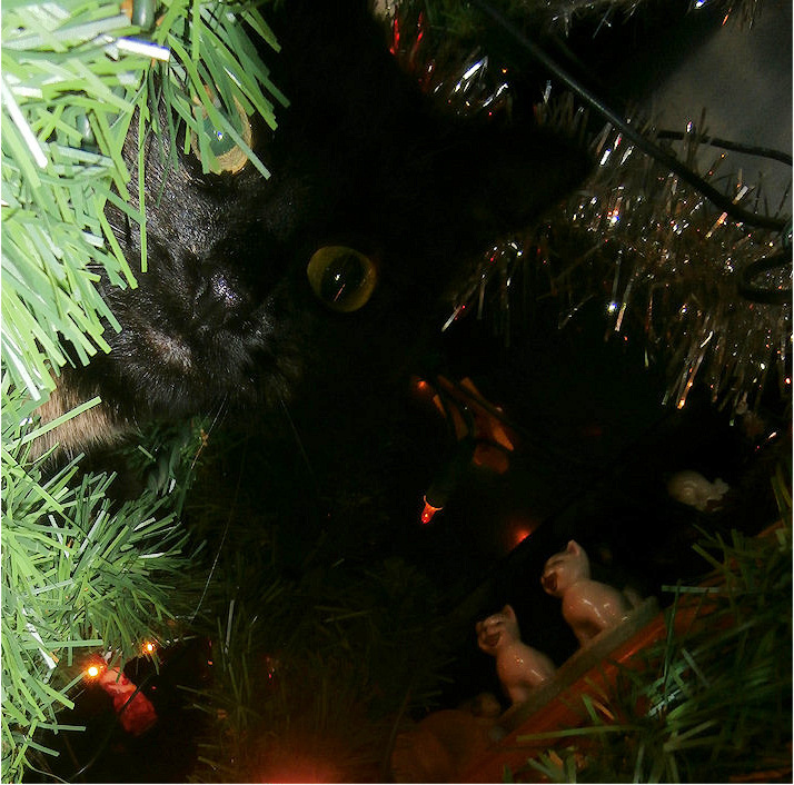 11-12-2012: Izzy in de kunstkerstboom